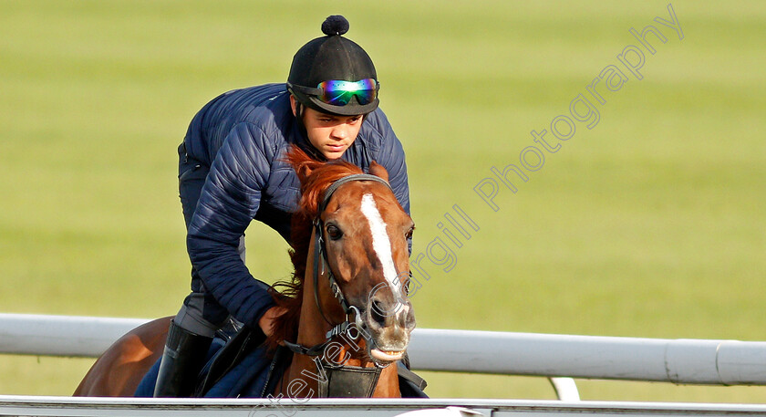 Stradivarius-0001 
 STRADIVARIUS cantering on Warren Hill in preparation for The Goodwood Cup
Newmarket 1 Jul 2021 - Pic Steven Cargill / Racingfotos.com