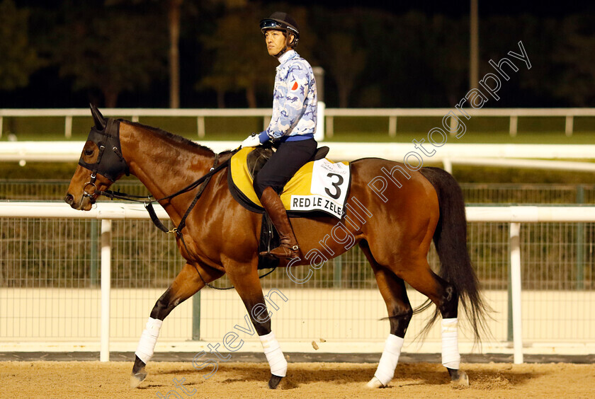 Red-Le-Zele-0002 
 RED LE ZELE training for the Golden Shaheen
Meydan, Dubai, 21 Mar 2023 - Pic Steven Cargill / Racingfotos.com