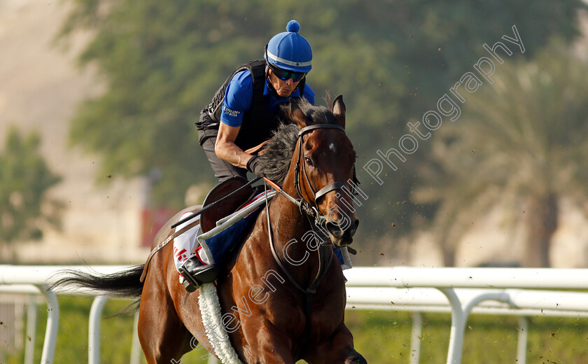 Zakouski-0001 
 ZAKOUSKI exercising in preparation for Friday's Bahrain International Trophy
Sakhir Racecourse, Bahrain 16 Nov 2021 - Pic Steven Cargill / Racingfotos.com