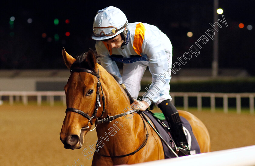 My-Mate-Beattie-0001 
 MY MATE BEATTIE (Rossa Ryan)
Wolverhampton 20 Dec 2024 - Pic Steven Cargill / Racingfotos.com