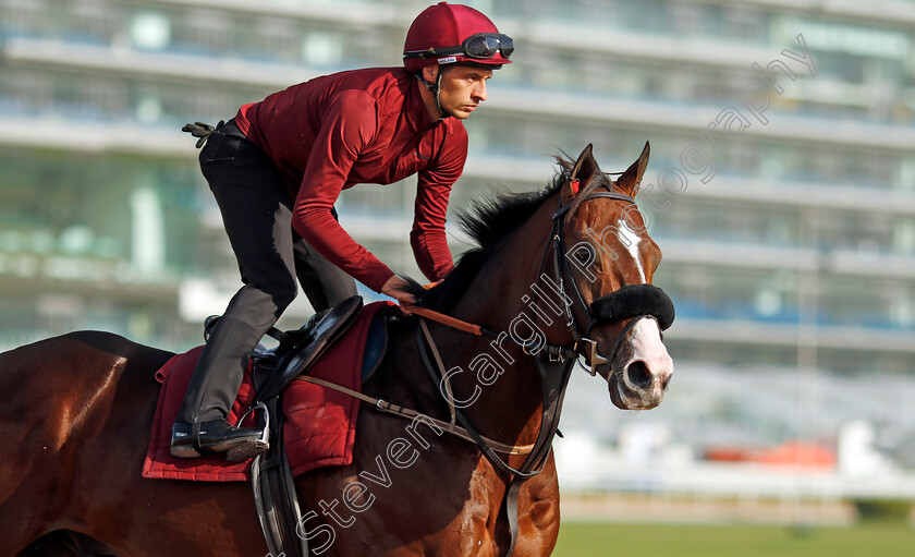 Laurel-River-0008 
 LAUREL RIVER training for the Dubai Racing Carnival 
Meydan 23 Jan 2025 - Pic Steven Cargill / Racingfotos.com