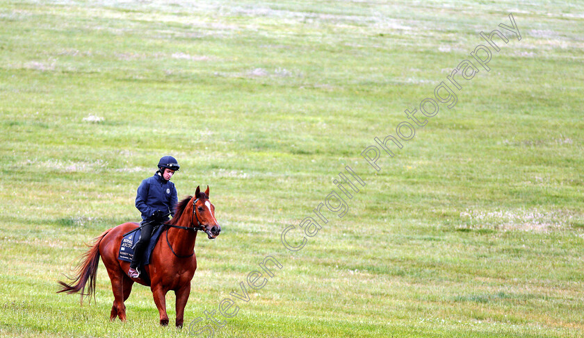 Redkirk-Warrior-0006 
 Australian trained REDKIRK WARRIOR on the gallops in Newmarket ahead of his Royal Ascot challenge
Newmarket 14 Jun 2018 - Pic Steven Cargill / Racingfotos.com