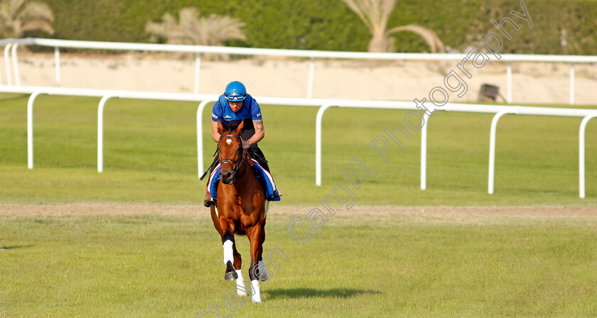 Dubai-Future-0003 
 DUBAI FUTURE exercising in preparation for Friday's Bahrain International Trophy
Sakhir Racecourse, Bahrain 18 Nov 2021 - Pic Steven Cargill / Racingfotos.com