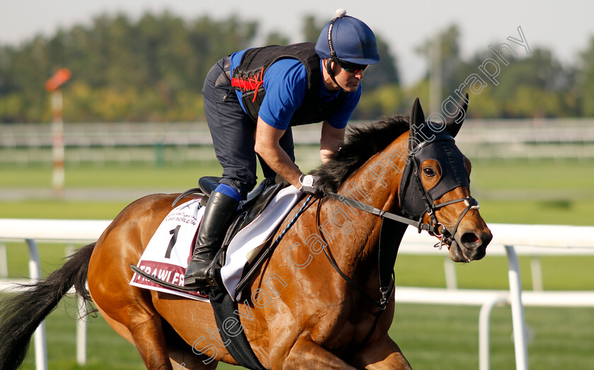 Trawlerman-0002 
 TRAWLERMAN training for The Dubai Gold Cup
Meydan Dubai 27 Mar 2024 - Pic Steven Cargill / Racingfotos.com