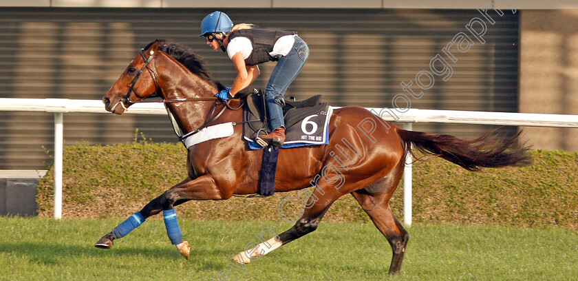 Hit-The-Bid-0001 
 HIT THE BID exercising in preparation for The Al Quoz Sprint Meydan 28 Mar 2018 - Pic Steven Cargill / Racingfotos.com