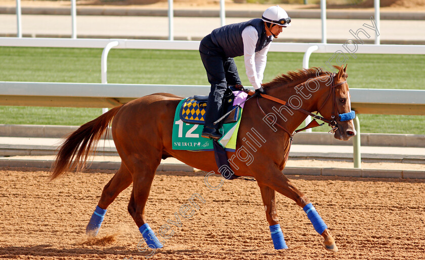 Mucho-Gusto-0002 
 MUCHO GUSTO preparing for the Saudi Cup
Riyadh Racecourse, Kingdom of Saudi Arabia 26 Feb 2020 - Pic Steven Cargill / Racingfotos.com