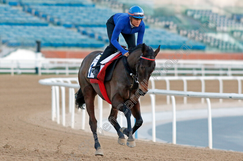 Ziggy s-Dream-0001 
 ZIGGY'S DREAM training at the Dubai Racing Carnival 
Meydan 2 Jan 2025 - Pic Steven Cargill / Racingfotos.com