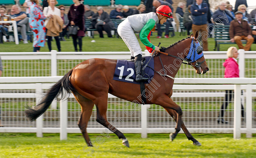 Kissing 
 KISSING (Pierre-Louis Jamin)
Yarmouth 19 Oct 2021 - Pic Steven Cargill / Racingfotos.com