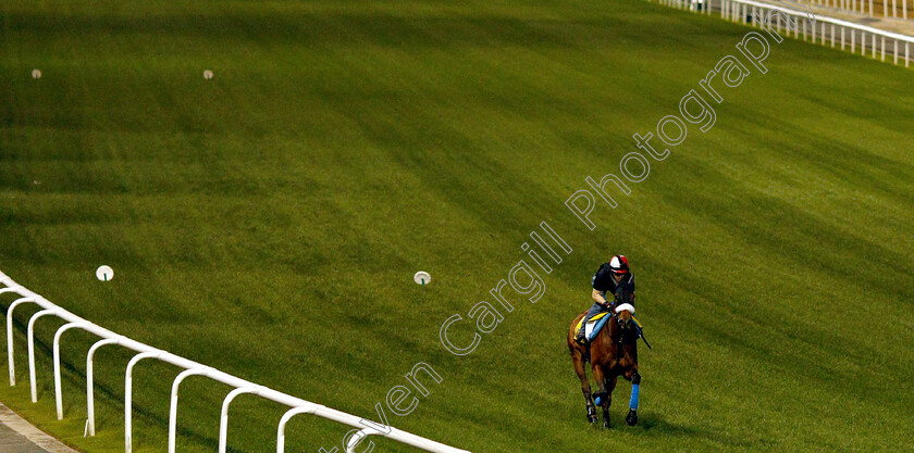 Almond-Eye-0002 
 ALMOND EYE training for the Dubai Turf
Meydan 27 Mar 2019 - Pic Steven Cargill / Racingfotos.com