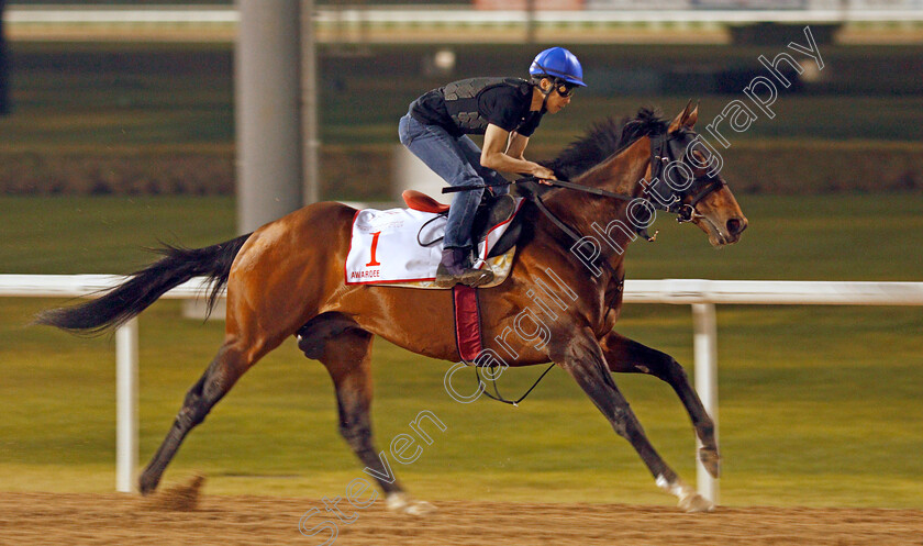 Awardee-0001 
 AWARDEE exercising in preparation for The Dubai World Cup Meydan 28 Mar 2018 - Pic Steven Cargill / Racingfotos.com