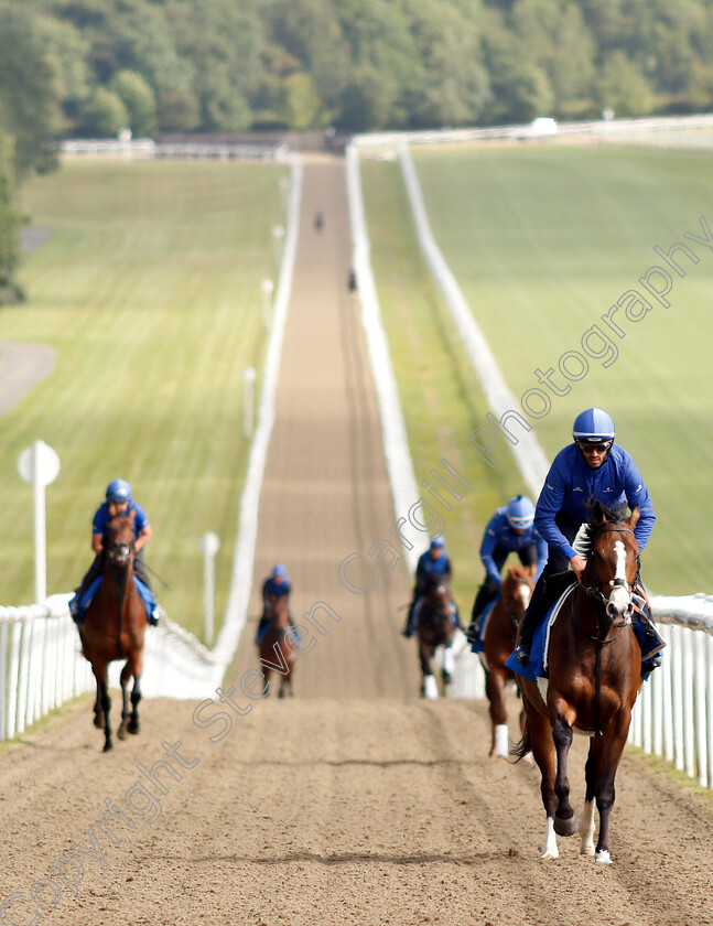 Godolphin-0005 
 Godolphin horses exercising 
Moulton Paddocks, Newmarket 28 Jun 2019 - Pic Steven Cargill / Racingfotos.com