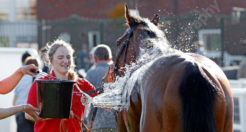 Cheltenham-0005 
 A horse is drenched in water after racing at Cheltenham 19 Apr 2018 - Pic Steven Cargill / Racingfotos.com