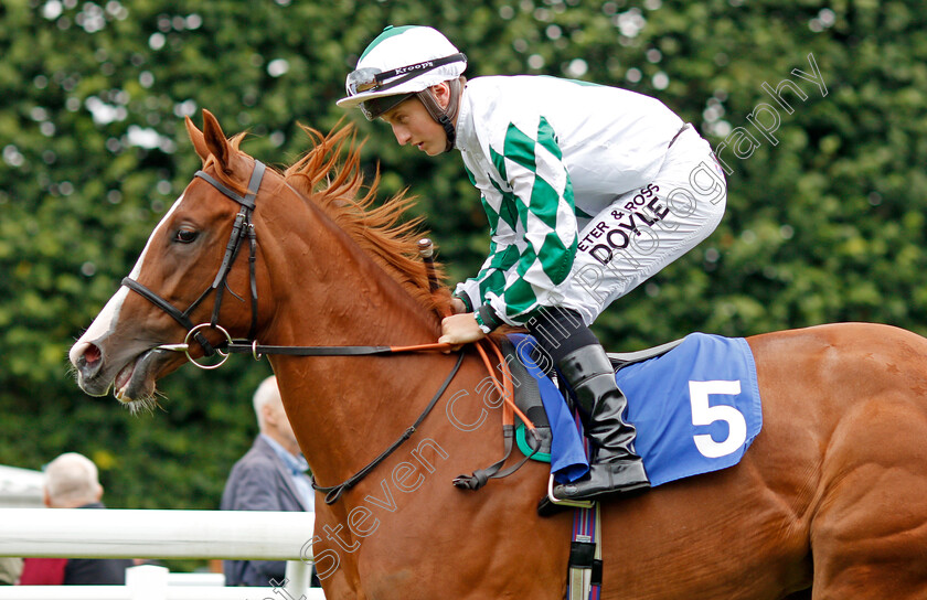 Halima-Hatun-0002 
 HALIMA HATUN (Tom Marquand) Salisbury 7 Sep 2017 - Pic Steven Cargill / Racingfotos.com