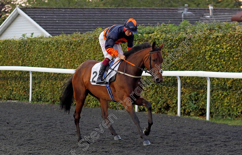 Clear-Storm-0001 
 CLEAR STORM (Cieren Fallon)
Kempton 28 Aug 2024 - Pic Steven Cargill / Racingfotos.com