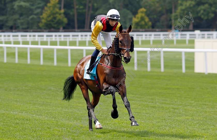 Two-Auld-Pals-0001 
 TWO AULD PALS (Archie Young)
Ascot 26 Jul 2024 - Pic Steven Cargill / Racingfotos.com