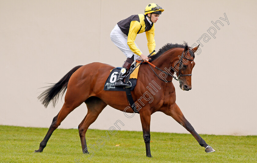 Smart-Call-0001 
 SMART CALL (Donnacha O'Brien) Curragh 10 Sep 2017 - Pic Steven Cargill / Racingfotos.com