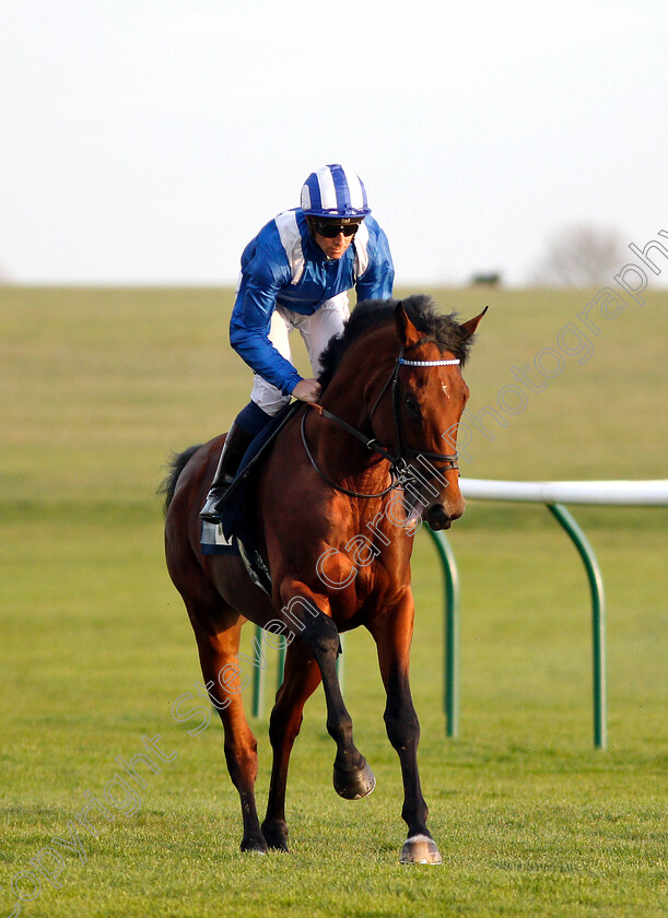 Faylaq-0001 
 FAYLAQ (Jim Crowley)
Newmarket 24 Oct 2018 - Pic Steven Cargill / Racingfotos.com