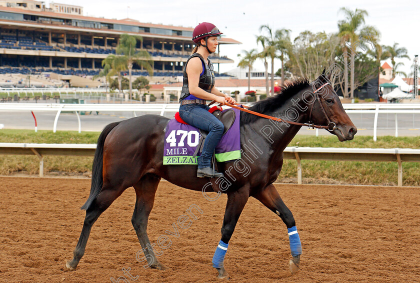 Zelzal-0001 
 ZELZAL training for The Breeders' Cup Mile at Del Mar 2 Nov 2017 - Pic Steven Cargill / Racingfotos.com