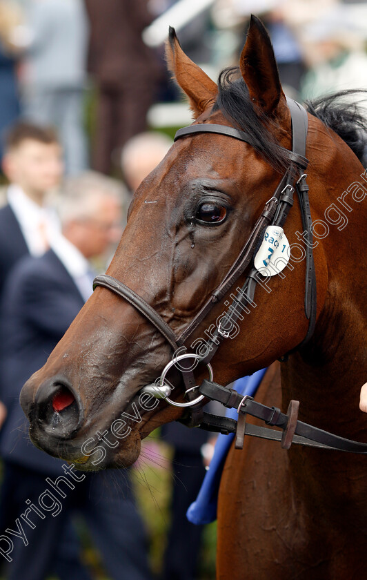 Celandine-0005 
 CELANDINE winner of The Sky Bet Lowther Stakes
York 22 Aug 2024 - Pic Steven Cargill / Racingfotos.com