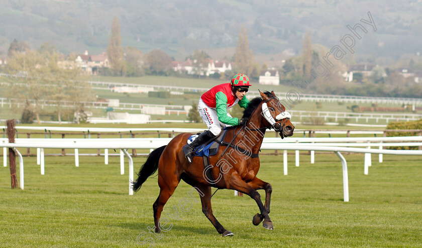 Cobra-De-Mai-0005 
 COBRA DE MAI (Harry Skelton) wins The Weatherite Handicap Chase
Cheltenham 17 Apr 2019 - Pic Steven Cargill / Racingfotos.com