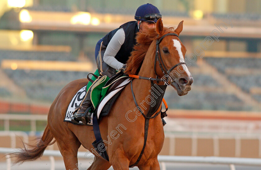 Ascot-Brass-0001 
 ASCOT BRASS exercising for trainer Niels Petersen
Meydan, Dubai, 3 Feb 2022 - Pic Steven Cargill / Racingfotos.com