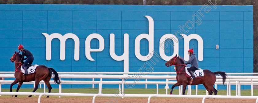 Romantic-Warrior-0006 
 ROMANTIC WARRIOR (right) training with stable companion ROMANTIC CHARM for the Dubai Racing Carnival
Meydan 22 Jan 2025 - Pic Steven Cargill / Racingfotos.com