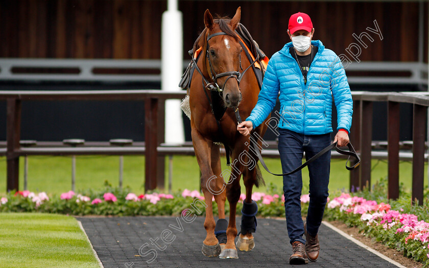 Addeybb-0001 
 ADDEYBB before galloping in preparation for next week's Eclipse Stakes
Newmarket 25 Jun 2021 - Pic Steven Cargill / Racingfotos.com