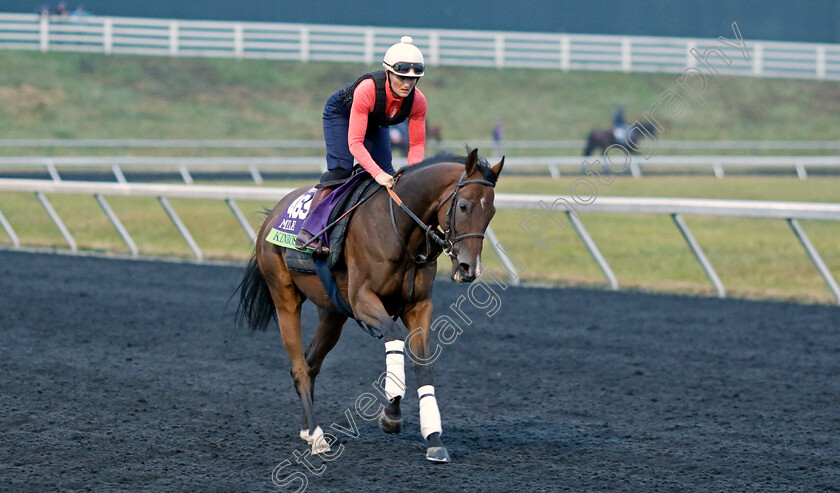 Kinross-0001 
 KINROSS training for the Breeders' Cup Mile
Keeneland USA 2 Nov 2022 - Pic Steven Cargill / Racingfotos.com