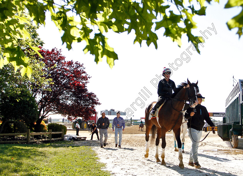 War-Of-Will-0001 
 WAR OF WILL exercising in preparation for the Preakness Stakes
Pimlico, Baltimore USA, 15 May 2019 - Pic Steven Cargill / Racingfotos.com