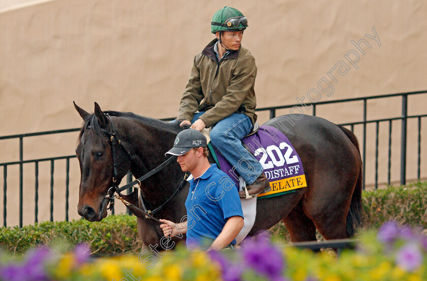 Elate-0001 
 ELATE training for The Breeders' Cup Distaff at Del Mar USA 31 Oct 2017 - Pic Steven Cargill / Racingfotos.com