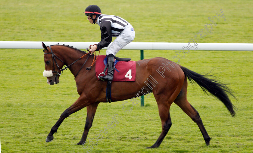 Bob-The-Bruce-0001 
 BOB THE BRUCE (Ben Curtis)
Haydock 25 May 2018 - Pic Steven Cargill / Racingfotos.com