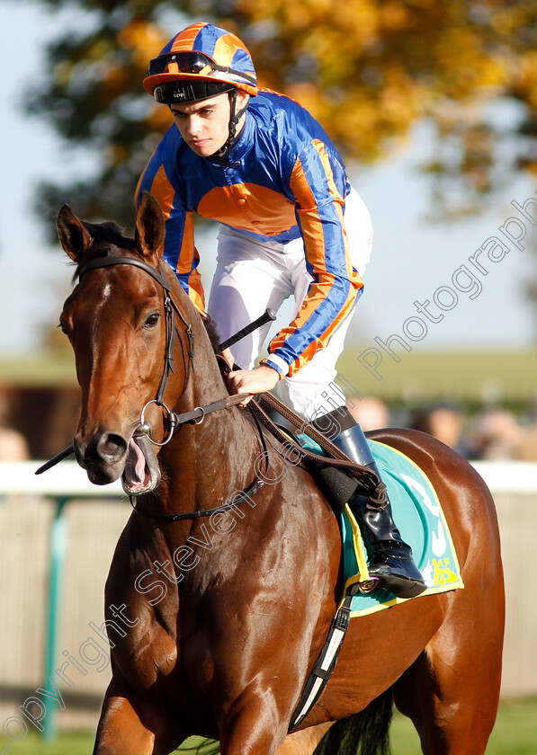 Hermosa-0002 
 HERMOSA (Donnacha O'Brien)
Newmarket 12 Oct 2018 - Pic Steven Cargill / Racingfotos.com