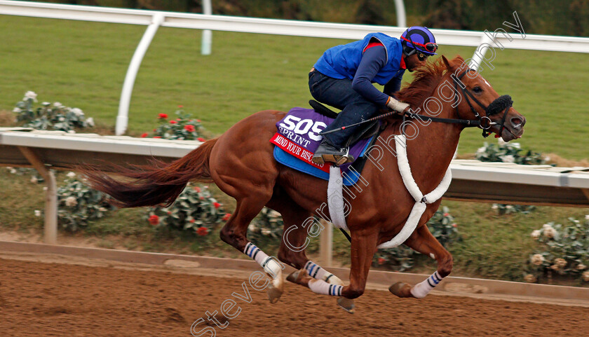 Mind-Your-Biscuits-0001 
 MIND YOUR BISCUITS exercising at Del Mar USA in preparation for The Breeders' Cup Sprint 30 Oct 2017 - Pic Steven Cargill / Racingfotos.com