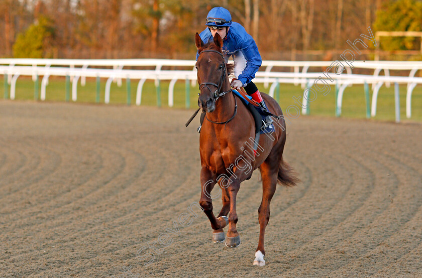 Caliandra-0001 
 CALLIANDRA (Kieran O'Neill) winner of The 32Red Maiden Fillies Stakes Lingfield 10 Jan 2018 - Pic Steven Cargill / Racingfotos.com