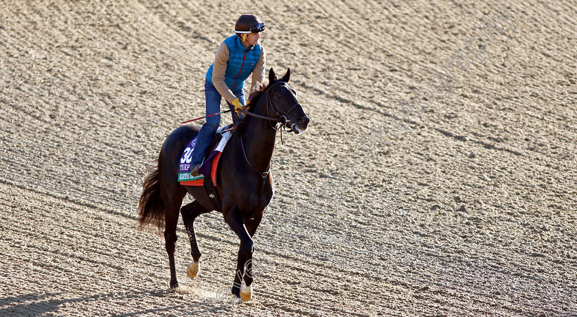 Quarteto-De-Cordas-0002 
 QUARTETO DE CORDAS exercising ahead of the Breeders' Cup Turf
Churchill Downs USA 29 Oct 2018 - Pic Steven Cargill / Racingfotos.com