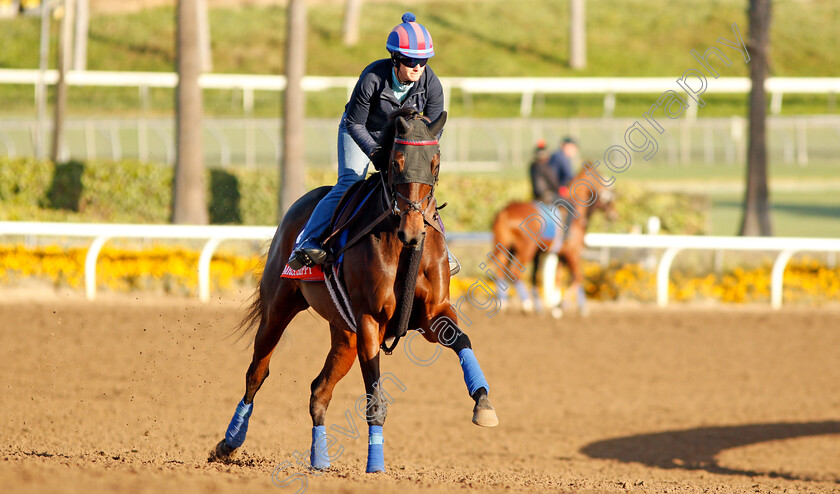 Mrs-Hippy-0001 
 MRS SIPPY training for the Breeders' Cup Filly & Mare Turf
Santa Anita USA 30 Oct 2019 - Pic Steven Cargill / Racingfotos.com