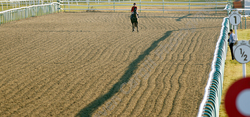 Greybychoice-0004 
 GREYBYCHOICE (Eoin Walsh) before winning a walk-over for The Ladbrokes Home Of The Odds Boost Novice Stakes
Lingfield 23 Feb 2019 - Pic Steven Cargill / Racingfotos.com