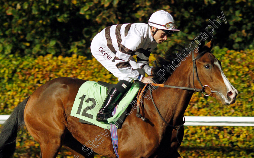 Tamarama 
 TAMARAMA (Kieran Shoemark)
Kempton 10 Nov 2021 - Pic Steven Cargill / Racingfotos.com