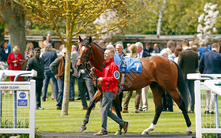 Naqeeb-0001 
 NAQEEB
Leicester 29 Apr 2023 - Pic Steven Cargill / Racingfotos.com