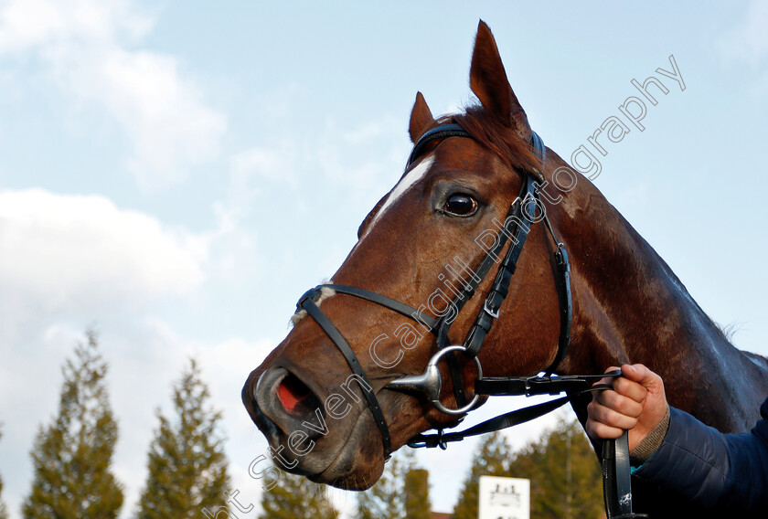 Wissahickon-0009 
 WISSAHICKON after The Betway Winter Derby Trial Stakes
Lingfield 2 Feb 2019 - Pic Steven Cargill / Racingfotos.com