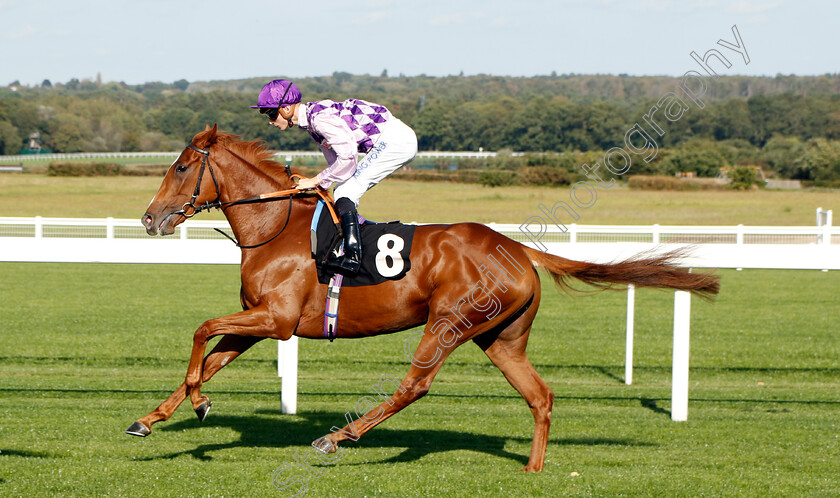 Scylla-0001 
 SCYLLA (Harry Davies)
Ascot 6 Oct 2023 - Pic Steven Cargill / Racingfotos.com