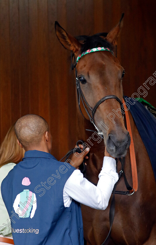 Bluestocking-0001 
 BLUESTOCKING 
Ascot 27 Jul 2024 - Pic Steven Cargill / Racingfotos.com