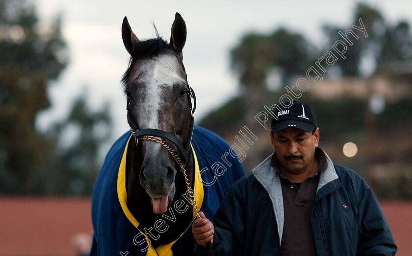 Arrogate-0015 
 ARROGATE training for The Breeders' Cup Classic at Del Mar 2 Nov 2017 - Pic Steven Cargill / Racingfotos.com