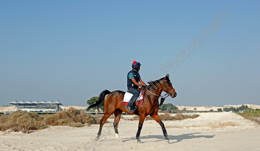 Desert-Encounter-0004 
 DESERT ENCOUNTER training for the Bahrain International Trophy
Rashid Equestrian & Horseracing Club, Bahrain, 19 Nov 2020 - Pic Steven Cargill / Racingfotos.com