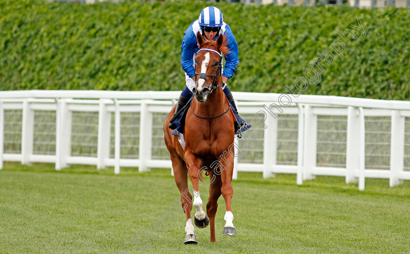 Mohaafeth-0002 
 MOHAAFETH (Jim Crowley) winner of The Hampton Court Stakes
Royal Ascot 17 Jun 2021 - Pic Steven Cargill / Racingfotos.com