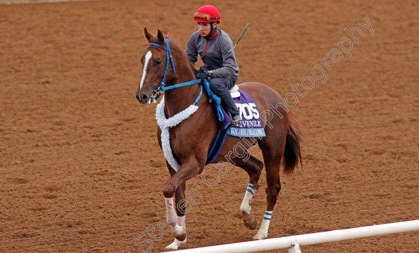 Golden-Dragon-0001 
 GOLDEN DRAGON exercising at Del Mar USA in preparation for The Breeders' Cup Juvenile 30 Oct 2017 - Pic Steven Cargill / Racingfotos.com