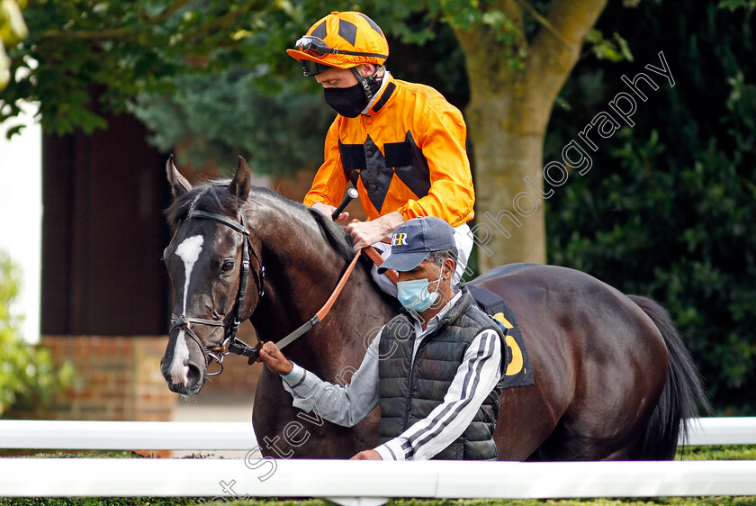 Lightening-Shore-0001 
 LIGHTENING SHORE (Shane Kelly)
Kempton 18 Aug 2020 - Pic Steven Cargill / Racingfotos.com