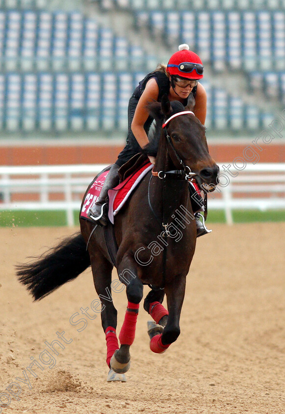 Prince-Of-Arran-0002 
 PRINCE OF ARRAN training for the Dubai Gold Cup
Meydan 27 Mar 2019 - Pic Steven Cargill / Racingfotos.com