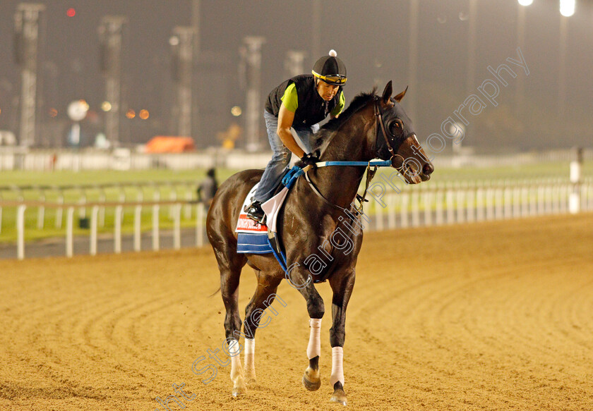 Midnight-Bourbon-0002 
 MIDNIGHT BOURBON training for the Dubai World Cup
Meydan, Dubai, 23 Mar 2022 - Pic Steven Cargill / Racingfotos.com