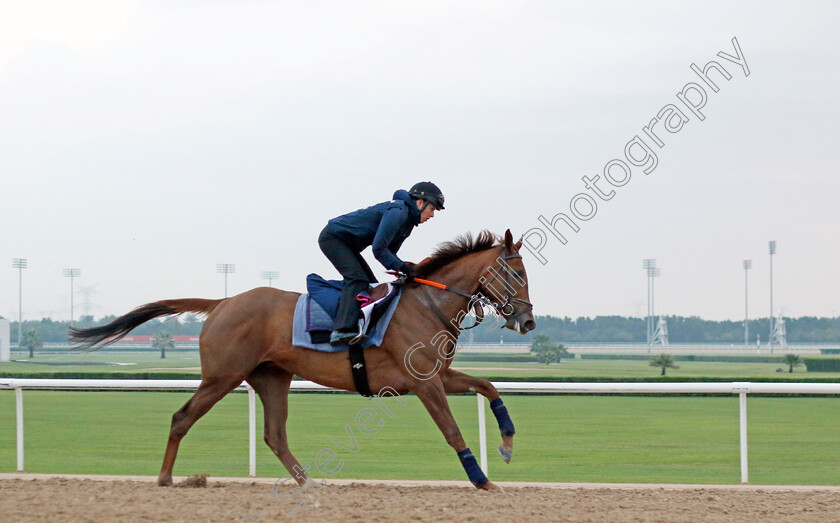 Nadelia-0001 
 NADELIA training at the Dubai Racing Carnival
Meydan 1 Feb 2024 - Pic Steven Cargill / Racingfotos.com